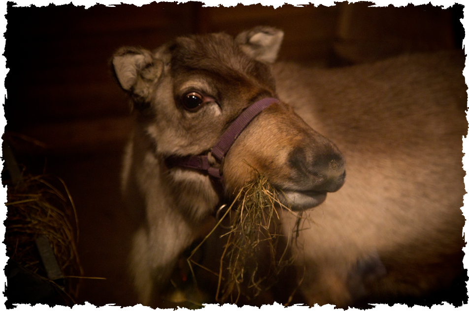 reindeer eating